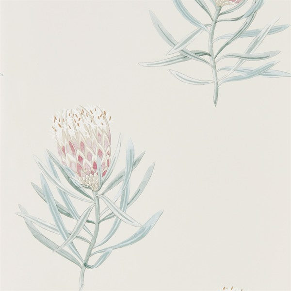 Sanderson Protea Flower Porcelain/Blush -tapetti