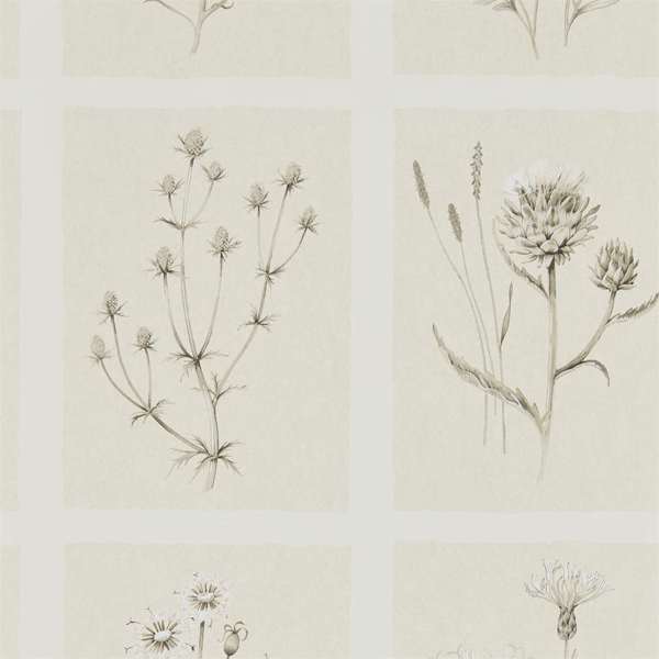 Sanderson Wallpaper Little Thistles Ecru