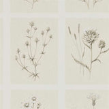 Sanderson Wallpaper Little Thistles Ecru