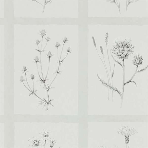 Sanderson Wallpaper Little Thistles Pewter