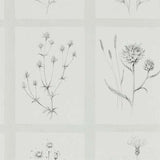 Sanderson Wallpaper Little Thistles Pewter