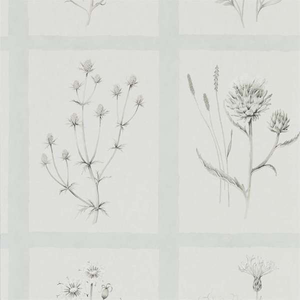 Sanderson Wallpaper Little Thistles Grey Blue