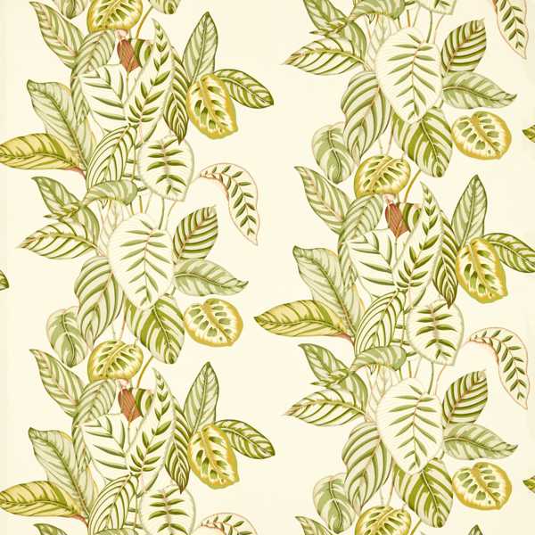 Sanderson Calathea -kangasnäyte