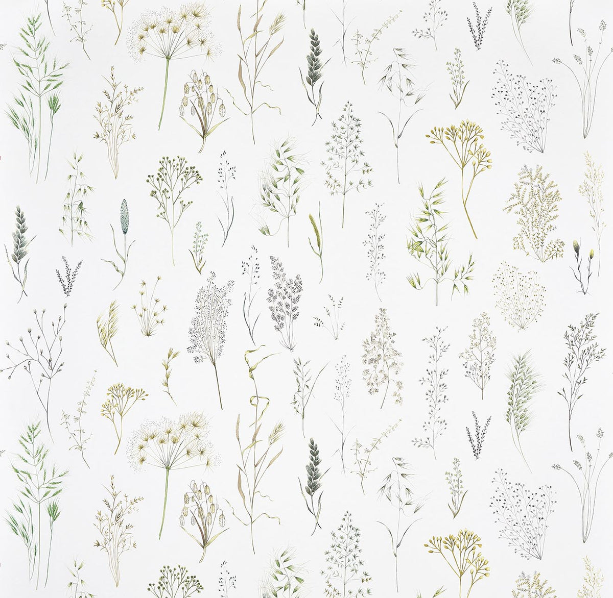 Les Graminees HERBE — Pierre Frey Tapete